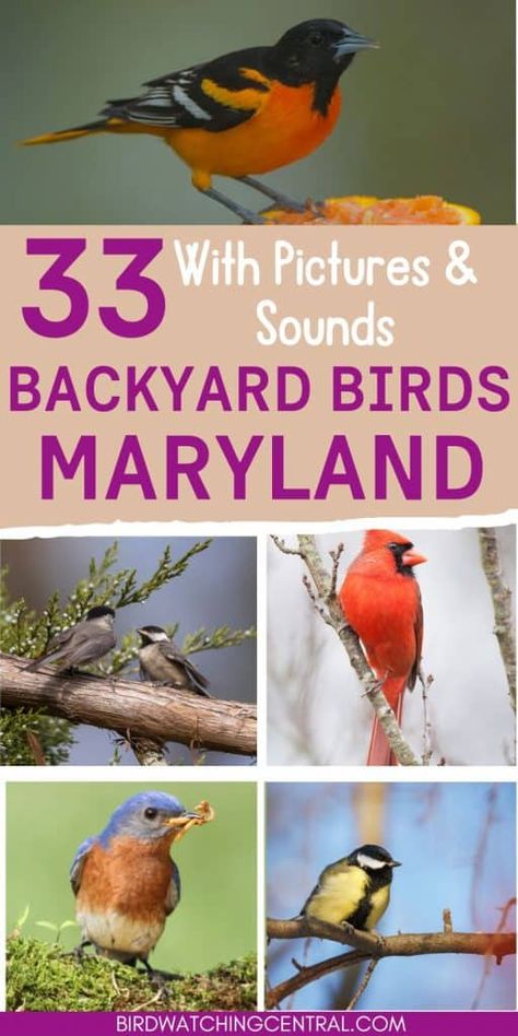 The most common Backyard Birds seen in the state of Maryland. We include pictures and bird calls and songs so you can learn to identify these backyard birds. Also, tips on what type of food to put in your bird feeders. #backyardbirds #birdsbystate #birdwatching Birds Of Maryland, American Crow, Northern Flicker, Song Sparrow, Downy Woodpecker, Bird Calls, Common Birds, Ruby Throated Hummingbird, Small Insects