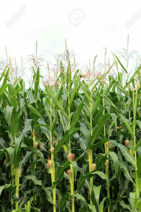 Maize Plant Photography, Corn Picture, Victorias Farmhouse, Maize Plant, Corn Party, Magickal Herbs, Corn Field, Valley Of Flowers, Crop Production