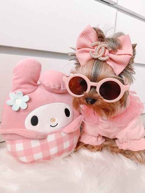 Preppy Dog Outfits, Pink Puppy Aesthetic, Cute Dog Outfits, Shitzu Dogs, Preppy Dog, Teacup Yorkie Puppy, Puppy Photography, Spoiled Dogs, Cute Dog Clothes