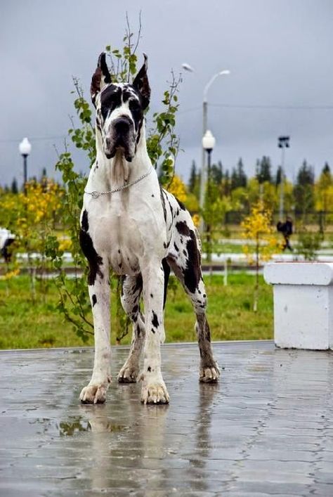 The Great Dane is one of the world's tallest dog breeds. The world record holder for tallest dog was a Great Dane called Zeus  who measured 112 cm (44 in) from paw to shoulder. Velcí Psi, Worlds Largest Dog, The Great Dane, Largest Dog, Tallest Dog, Dane Puppies, Great Dane Puppy, Dane Dog, Great Dane Dogs