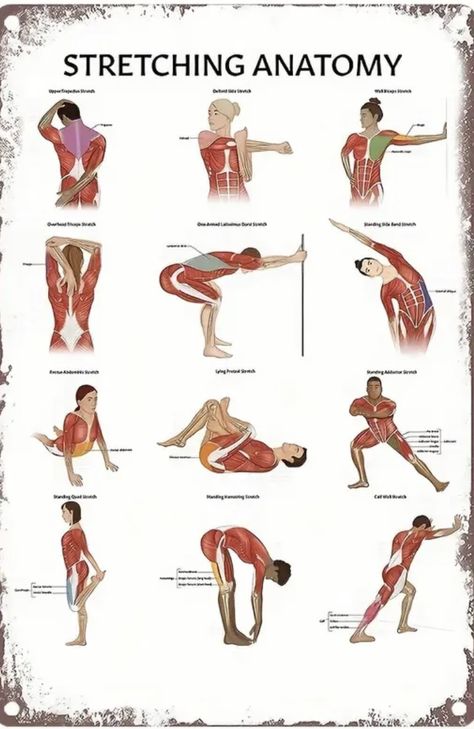 Track Sprint Workout, Muscles Anatomy, Anatomy Posters, Morning Yoga Poses, Educational Goals, Sprint Workout, Physical Therapy School, Full Body Stretch, Physical Therapy Exercises