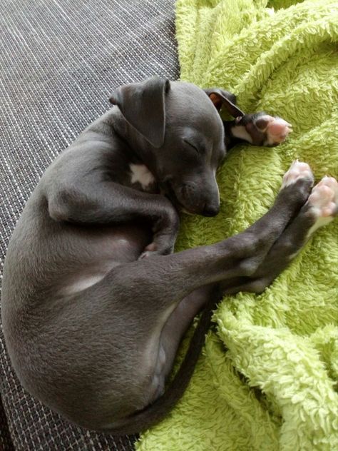 Cute Italian Greyhound, Italian Greyhound Puppies, Greyhound Puppy, Whippet Puppies, Italian Greyhound Dog, Dog Sleeping, Whippet Dog, Grey Hound Dog, Italian Greyhound