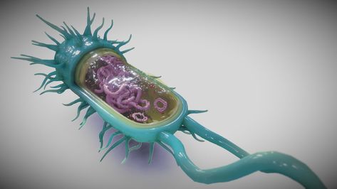 "Bacterial Cell Structure" by /Ebers Bacterial Cell Structure, Bacteria Cell, Bacterial Cell, The Black Plague, Black Plague, Cell Structure, Living Things, Biology, Royalty