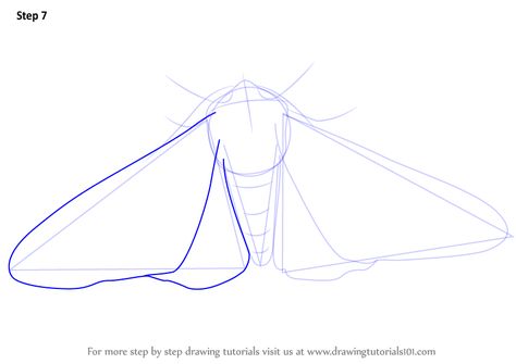 Learn How to Draw a Peppered Moth (Insects) Step by Step : Drawing Tutorials Moth Drawing Tutorial, How To Draw Moth Wings, How To Draw A Moth Step By Step, How To Draw Moths, Moth Wings Drawing Reference, Moth Drawing Reference, How To Draw A Moth, Moth Crafts, Moth Wings Drawing