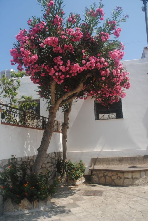 Oleander courtyard, Capri Beautiful Gardens, Capri, Plants