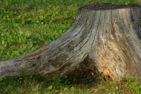 How to Make a Fake Tree Stump | Hunker Make A Fake Tree, Tree Root Removal, Kill Tree Roots, Stump Out, Log Planter, Hollow Tree, Rustic Planters, Concrete Diy Projects, Fake Trees