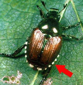 Managing Japanese beetles in asparagus |     MSU Extension Grub Worms, Japanese Beetle, Garden Critters, Insect Species, Organic Pesticide, Organic Pest Control, Garden Bugs, Japanese Beetles, Plant Pests