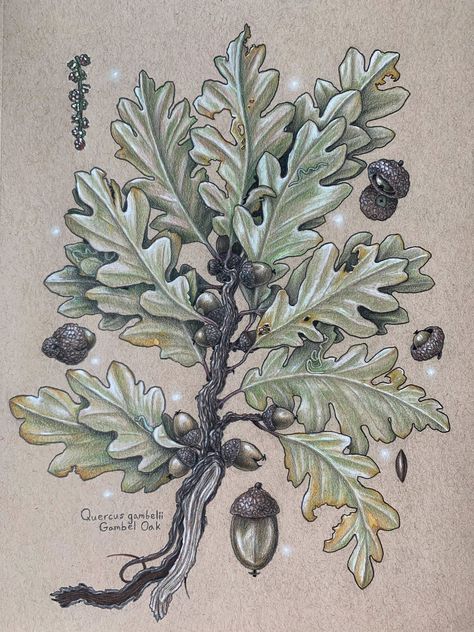 Drawing of gambel oak by Sol, mixed media Plant Sketches, Botanical Drawing, Sketchbook Ideas, Daily Drawing, Animal Sketches, Botanical Drawings, Drawing Practice, Oak Tree, Grasses