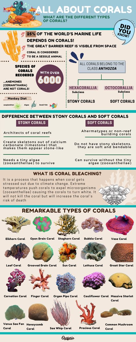 Types of coral infographic Different Types Of Coral Reefs, Aquarium Coral Reefs, Types Of Coral Reef, Save The Coral Reefs, Coral Bleaching Art, Marine Fish Tank Ideas, Saltwater Aquarium Ideas, Coral Types, Saltwater Aquarium Beginner