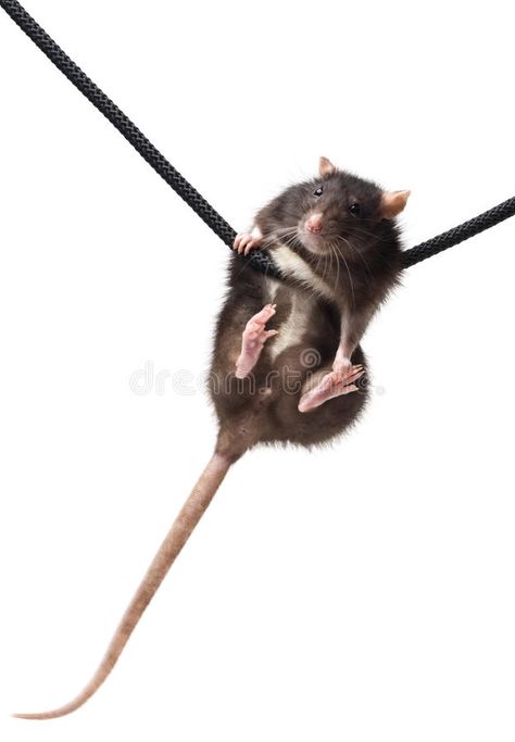 Grey rat on rope. Funny grey rat clutching at rope on white background , #SPONSORED, #rope, #Funny, #Grey, #rat, #white #ad Rat Photoshoot, Rats, Vector Design, Illustration Design, White Background, Photo Image, Royalty Free Stock Photos, Royalty Free, Stock Photos