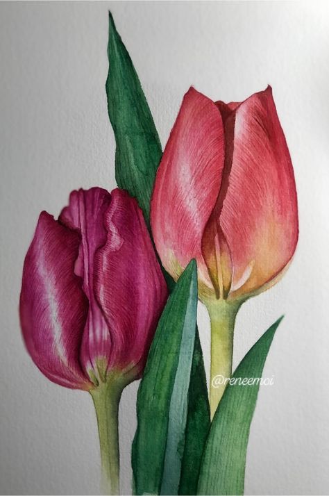 Pencil Colour Drawing Flower, Tulip Drawing, Colored Pencil Art Projects, Tulip Painting, Watercolor Flowers Tutorial, Colored Pencil Artwork, Flower Art Drawing, Chicken Art, Color Pencil Art