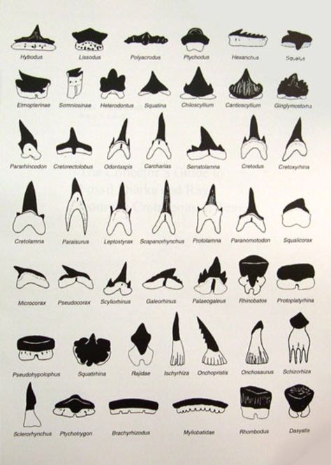 Sharks teeth identification chart. Fossil Identification, Shark Project, Shark Teeth Crafts, Sharks Teeth, Types Of Sharks, Shark Facts, Tooth Chart, Teeth Art, Small Shark