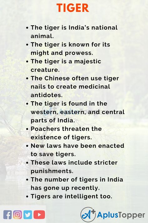 Essay on Tiger | Tiger Essay for Students and Children in English - A Plus Topper English Essays, Essay Writing Examples, College Essay Examples, Writing Examples, India For Kids, Weird Quotes, Holiday Homework, English Word Book, English Short Stories