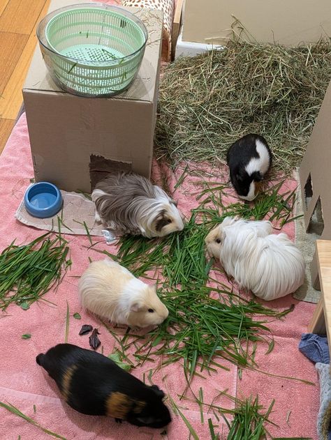 Guinea Pigs Aesthetic, Pig Habitat, Guinea Pig, Guinea Pigs, Pigs, Habitat, Wallpapers, Quick Saves