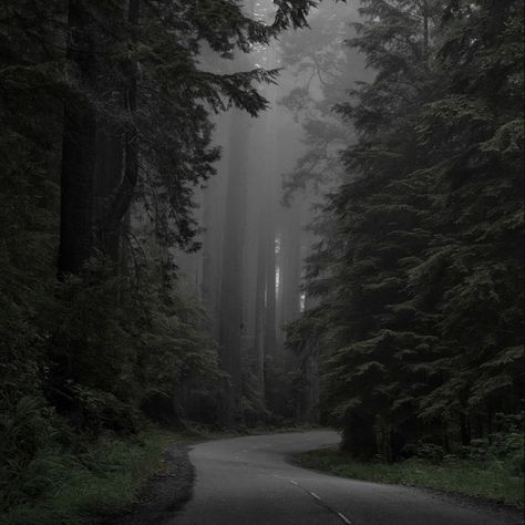 Dark Nature Photography, Rainy Nature, Paradis Sombre, 숲 사진, Werewolf Aesthetic, Dark Naturalism, Dark Forest Aesthetic, Forest Core, Dark Nature