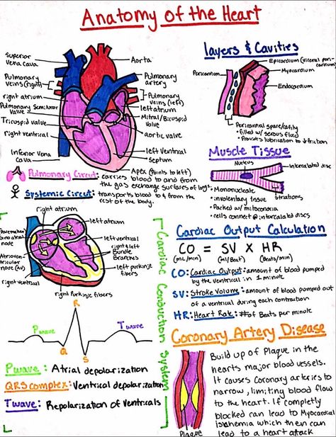 Nursing Gems Cardiac Anatomy And Physiology, Heart Nursing Notes, Cardiovascular System Notes Nursing, Heart Anatomy Notes, Anatomy Of The Heart, Nursing School Studying Cheat Sheets, Emt Study, Medical Assistant Student, Paramedic School