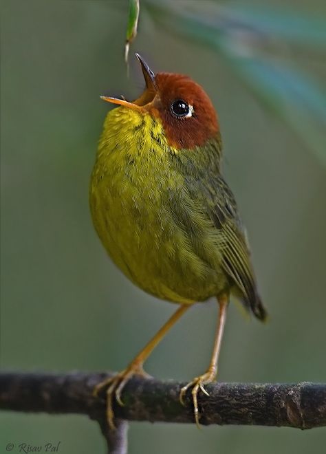 Indian Birds, Birds Photography, Darjeeling, Colorful Birds, Bird Photography, Birdy, Chestnut, Birds, On Twitter