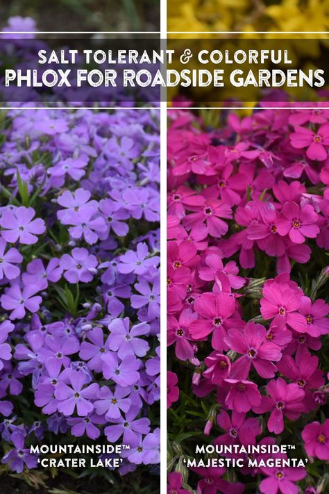 Creeping Flocks, Flocks Flower, Mailbox Garden, Bog Plants, Edging Plants, Creeping Phlox, Pink Cover, Landscape Plants, Border Plants