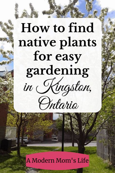 How to find native plants for easy gardening in Kingston, Ontario - A Modern Mom's Life Ontario Native Plant Garden, Ontario Garden, Small Urban Garden, Easy Gardening, Native Plant Gardening, Kingston Ontario, Modern Mom, Native Garden, Spring Bulbs