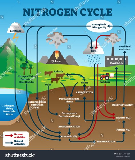 Nitrogen cycle vector illustration. Labeled educational natural chemical scheme. Graphic with human and natural activities as part of earth life ecosystem. Model with assimilation and nitrification. #Ad , #sponsored, #natural#educational#scheme#chemical Natural Activities, Nitrogen Fixation, Nitrogen Cycle, Hydrogen Gas, Ecology Design, Animal Agriculture, Agriculture Education, Food Web, Human Activity