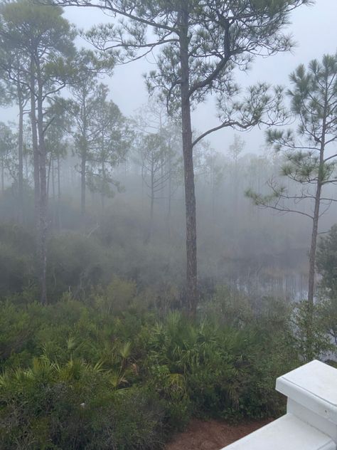 I never knew a florida forest could be so mysterious!! Dark Florida Aesthetic, Florida Gothic, Florida Forest, Therian Core, Foggy Beach, Jalousie Window, Florida Aesthetic, Terrazzo Floors, Dark Green Aesthetic