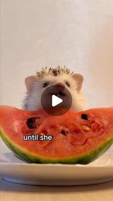 Animal Bond Stories on Instagram: "The resourceful hedgehog #animals #love #shorts #pets  #shortsvideo" Cute Hedgehog Pictures, Hedgehog Pictures, Hedgehog Pet, Animals Love, Cute Hedgehog, September 7, Pet, Animals, On Instagram