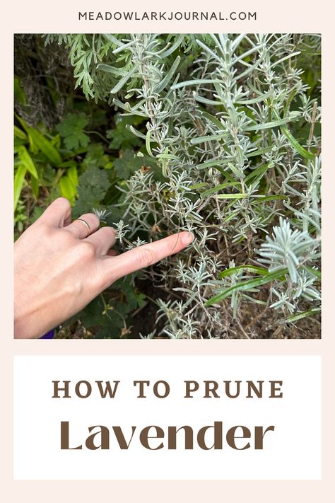 pruning lavender Lavender Pruning, Lavender Tips, Lavender Plants, West Facing Garden, Growing Lavender, Herb Gardening, English And French, English Lavender, Plant Guide