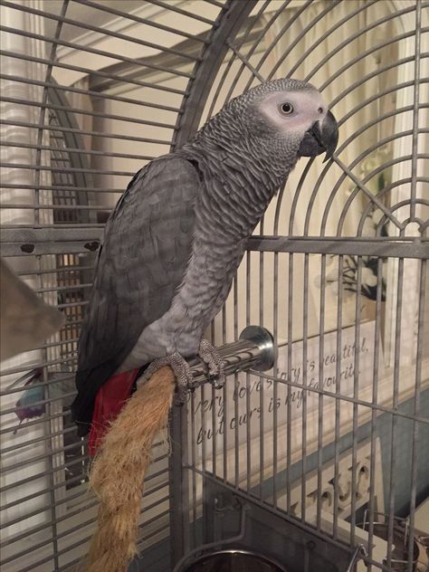 Itunes Card, Grey Parrot, Wild Eyes, Bird Aviary, Parrot Cage, African Grey Parrot, Ragdoll Kitten, African Grey, Cute Poses For Pictures