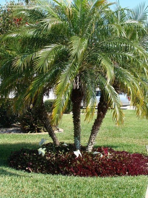 Phoenix Robellini, Pergola Area, Pygmy Date Palm, Robellini Palm, Phoenix Roebelenii, Arizona Landscaping, Date Palm Tree, Palm Trees Landscaping, Florida Landscape