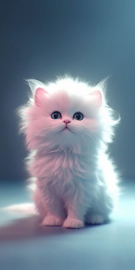 cats phone wallpapers Cat Phone Wallpaper, Kitten Wallpaper, Curiosity Killed The Cat, Cute Little Kittens, Cute Cat Wallpaper, Cute Cats Photos, Little Kittens, Cat Wallpaper, Cat Owners