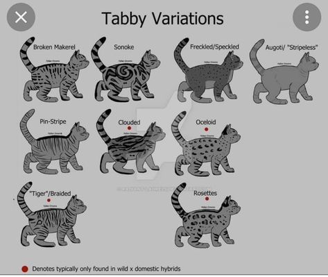 Animal Genetics, Cat Genetics, Animal Markings, Cat Tattoo Ideas, Cat Poses, Cat Patterns, Cat Drawing Tutorial, Cats Art Drawing, Cat Anatomy