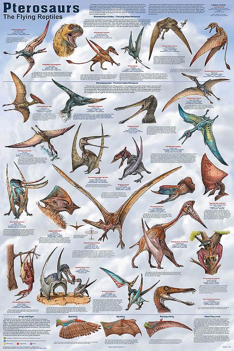 Pterosaurs poster Prehistoric Dinosaurs, Dinosaur Posters, Prehistoric World, Ancient Animals, Paleo Art, Extinct Animals, Jurassic Park World, Dinosaur Fossils, Dinosaur Art