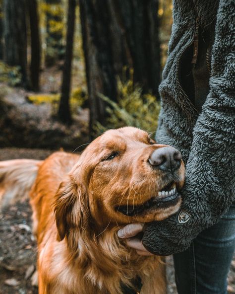 Aesthetic Dog Photos, Golden Retriever Photoshoot, Avatar Moodboard, Dog Photography Outdoor, Hunter Lawrence, Outdoor Adventure Photography, Pet Photography Poses, Jay Alvarrez, Snowboarding Videos