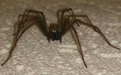 Giant House Spider, Spiders In Australia, Giant House, House Spider, Australian Flora, Creepy Crawlies, Big House, Arachnids, Love Bugs