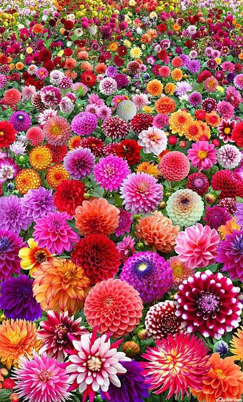 Prismacolor Flowers, Dahlias Garden, Have Inspiration, Wood Flowers, Flowers Garden, Flower Farm, The Grass, Beautiful Blooms, Dream Garden