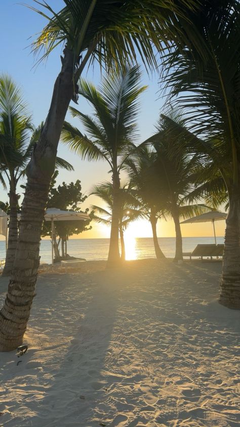 beach, summer, tan, palm trees Trees And Sunset, Summer Palm Trees, Minimalist Wallpaper Phone, Beach Palm Trees, Palm Tree Sunset, Sky Pics, Palm Trees Beach, Tropical Holiday, Background Photos