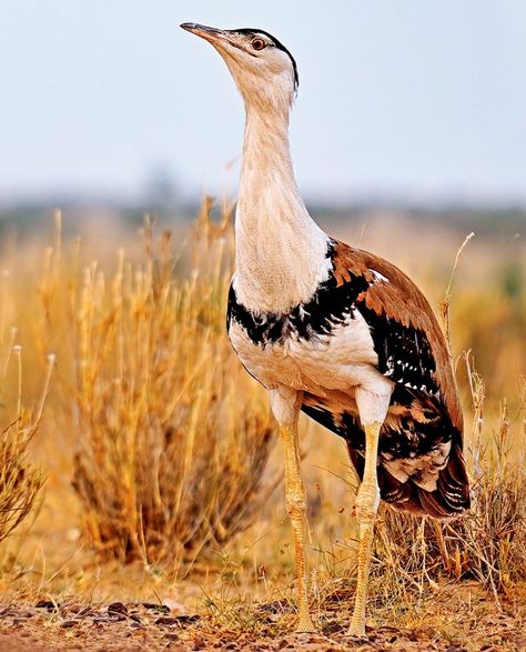 The great Indian bustard or Indian bustard is a bustard found on the Indian subcontinent. A large bird with a horizontal body and long bare legs, giving it an ostrich like appearance, this bird is among the heaviest of the flying birds. Great Indian Bustard, Bird Identification, Wild Creatures, Rare Birds, Endangered Animals, Funny Birds, All Birds, Reptiles And Amphibians, Amazing Art Painting