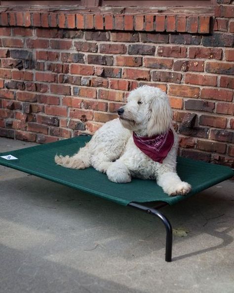 Outdoor Dog Bed, Cool Dog Beds, Irish Wolfhound, Green Bedding, Dog Pet Beds, Older Dogs, Pet Furniture, Pet Beds, Dog Supplies