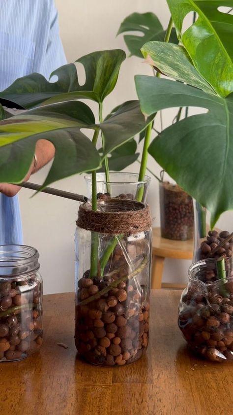 Adrian Abesamis on Reels | Joji · MODUS How To Preserve Monstera Leaf, Plant In Glass Jar, Rooting Plants In Water Jars, Monstera Soil, Glass Bottle Plant Propagation, Kitchen Scissors, Propagating Plants, Glass Containers, Indoor Garden