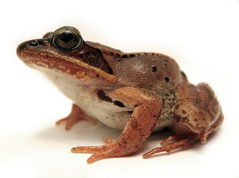 Wood Frog (Rana sylvatica) http://davehuth.com Diurnal Animals, Wood Frog, Arctic Hare, Suspended Animation, Butterfly Species, Grey Fur, Winter Animals, Animal Species, Frog And Toad