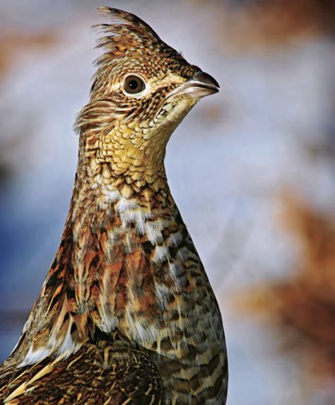 Tips and Tactics: How to Hunt Grouse | Outdoor Life Grouse Hunting, Upland Bird Hunting, Upland Hunting, Quail Hunting, Types Of Hunting, Pheasant Hunting, Hunting Life, Hunting Tips, Bird Hunting