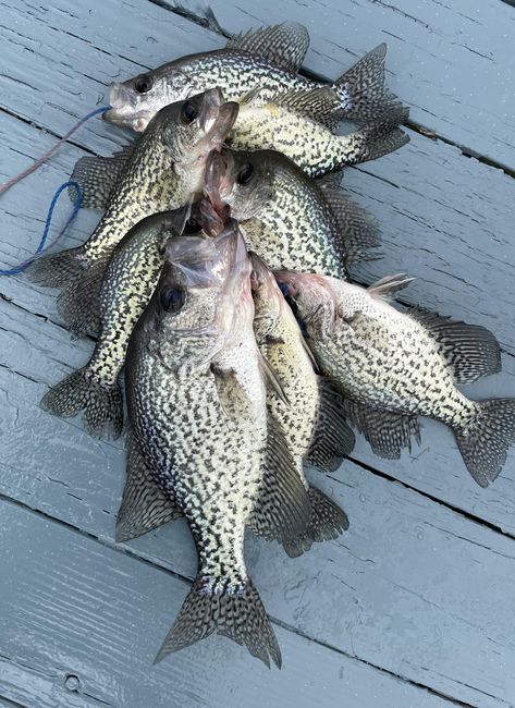 14” Monster Crappie Black Crappie, Ozark Mountains, Crappie Fishing, Types Of Fish, A Beast, This Guy, Fishing, Fish, Snacks