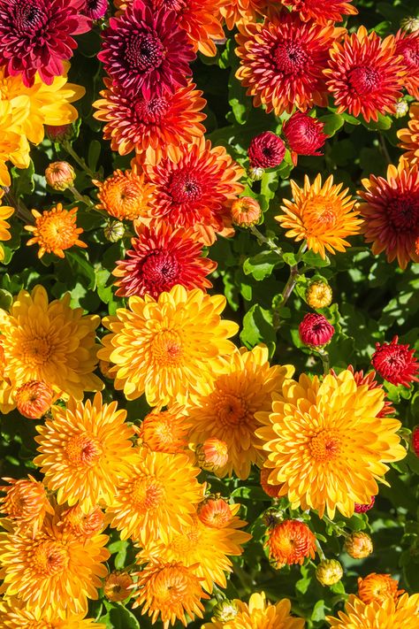 How To Overwinter Mums - The Simple Secrets To Saving Hardy Mums! Dog Room In Garage, Bed Rooms Ideas Master, Room In Garage, Bed Rooms Ideas, Planting Hacks, Wallpaper Bed, Hillside Gardening, Hardy Mums, Growing Geraniums