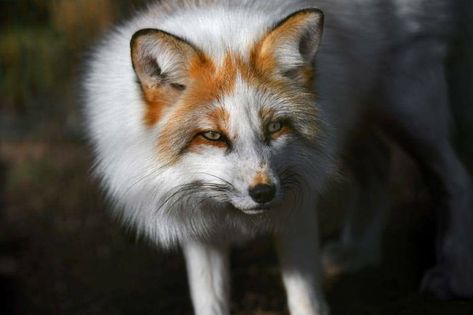 Marble Fox Photography, Fox Breeds, Fox Colors, Fox Photography, Fox Pictures, Foxes Photography, Fennec Fox, Savannah Cat, Mythical Animal