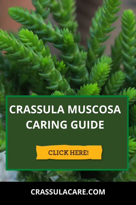 Crassula Muscosa is basically native from South Africa and Namibia.  Crassula Muscosa belongs to the crassula family (jade plant) and commonly known as rattail crassula, zipper plant, princess of pine, watch chain, crassula lycopodioides, and lizard’s tail.  In the following article, you learn everything about this plant including its growth and care. #crassula #crassulamuscosa #succulent #indoorplants #outdoorplants #succulentcare #crassulacare Succulents Care, Succulent Names, Plants Care, Jade Plant, Plant Care Houseplant, Garden Plant Pots, Urban Farm, Dream Yard, Crassula Ovata