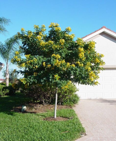 Glaucous Cassia Trees Light up Florida Landscapes - ArtisTree ArtisTree Cassia Tree, Lakewood Ranch Florida, Florida Trees, Florida Landscaping, Yellow Bouquets, Egg Tree, Tree Tags, Yellow Blossom, Landscape Maintenance