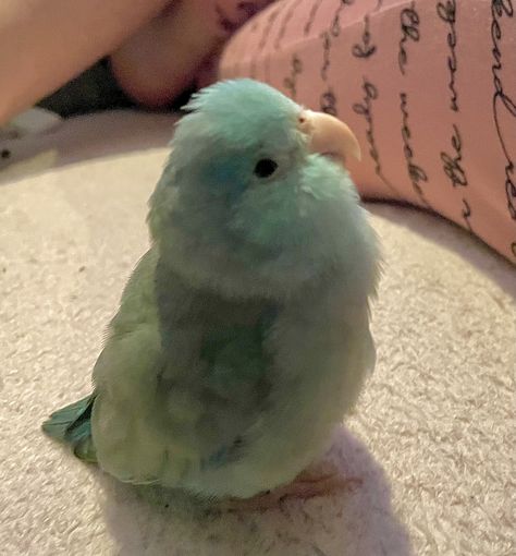 My Parrotlet Chicken 🌈 Parrotlet Birds, Budgies Bird, Cute Animals Images, Cute Birds, Animals Images, Birdy, Love Birds, Anime Funny, Parrot