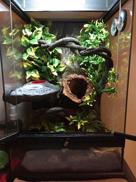 My son's 12th birthday present is a Crested Gecko. This is his 12x12x18 setup Crested Gecko Vivarium, Crested Gecko Habitat, Tree Frog Terrarium, Gecko Cage, Gecko Vivarium, Gecko Habitat, Snake Terrarium, Frog Terrarium, Gargoyle Gecko