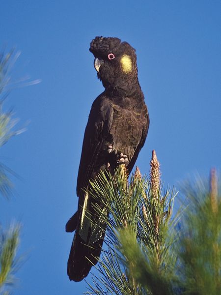 Yellow-tailed Black-Cockatoo by David Cook Australian Parrots, David Cook, On The Wings Of Love, Black Cockatoo, Big Birds, Animal Guides, Australian Wildlife, Kinds Of Birds, Parakeets