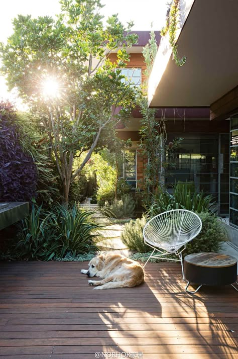 Garden Small Courtyard Gardens, Courtyard Gardens Design, Wooden Deck, Courtyard Design, Small Courtyards, Native Garden, Courtyard Garden, Garden Structures, Small Gardens